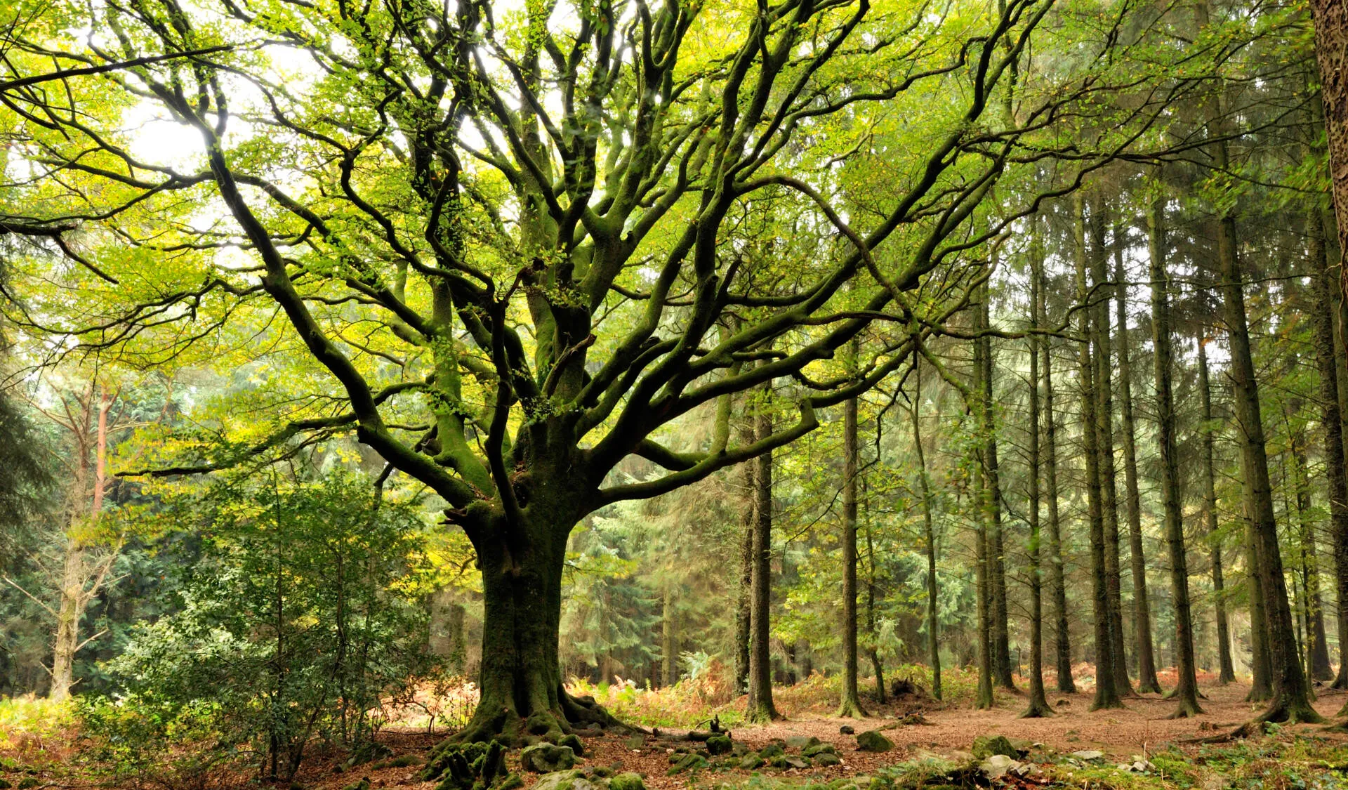 Foret de Brocéliande Arbre